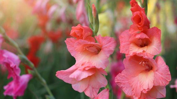 gladiolas, gladiola