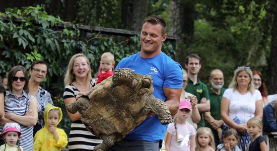 Foto: Daumants Dreiškens Rīgas zoo sver Galapagas bruņurupučus