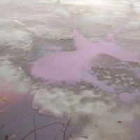 Ādažu Vējupes rozā piesārņojums izrādījusies krāsviela ar svinu