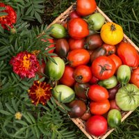 Всего три важных условия: практические советы по эффективному удобрению томатов