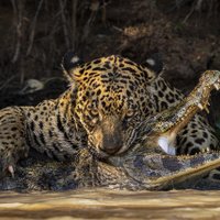 ФОТО: Лучшие снимки дикой природы конкурса Wildlife Photographer of the Year