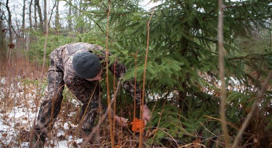 Готовимся к празднику: Сколько, где и каких елок можно спилить к Рождеству?