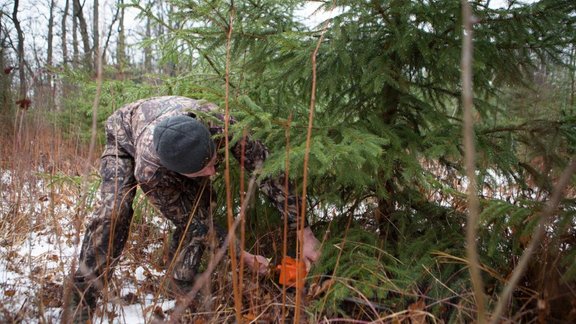 Kādas Ziemassvētku eglītes šogad izvēlas iedzīvotāji