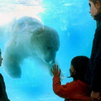 Karstuma dēļ miris Buenosairesas Zoo pēdējais leduslācis