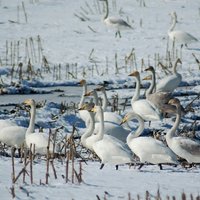 Janvārī skolēnus aicina novērot Latvijā ziemojošos ūdensputnus