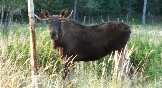 Līgatnes dabas takas jubilejā ielūdz uz trīs stundu pārgājienu ar gidu