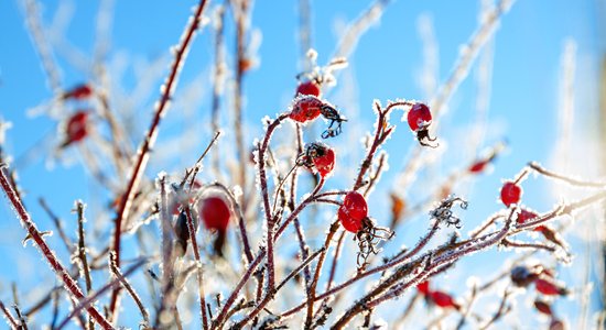 Dārza darbu kalendārs: februāris