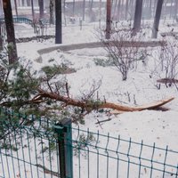 Pēc snieglieces un snieglauzes posta Rīgas zoodārzs darbu atsāks trešdien