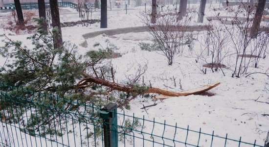 Pēc snieglieces un snieglauzes posta Rīgas zoodārzs darbu atsāks trešdien