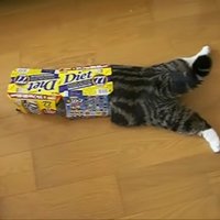 Video: Populārākais kaķis pasaulē – dažāda izmēra kastītēs lienošais Maru