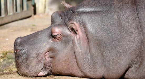 No zvēru izstādes par bioparku: Rīgas Zoo piedzīvos 'gadsimta pārvērtības'