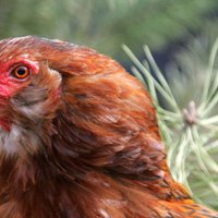 Ugunsgrēkā Durbes novadā bojā iet 20 vistas