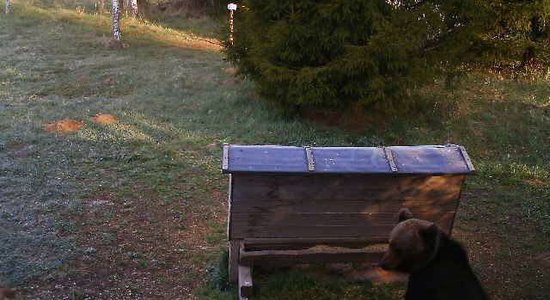 По следам медведя: как исследуют живущих в лесах Латвии косолапых