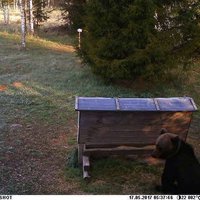 По следам медведя: как исследуют живущих в лесах Латвии косолапых