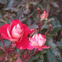 Skaistas rozes un mīlas atslēdziņas – kā rudens atvadās Tukumā