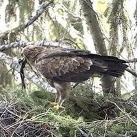 В Латвии побывал новый вид птиц — королевский орел