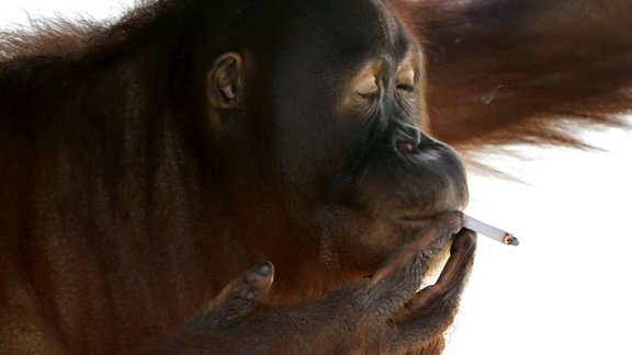 smekejoss orangutans