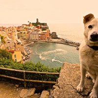 Foto: Suņuks Ralfs, kas priecīgi pozē dažādās pasaules valstīs