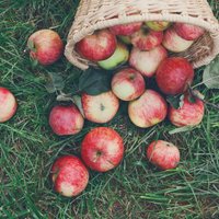 Piemērotākie laikapstākļi, augļa satveršana un glabāšana – padomi ābolu ražas vākšanai