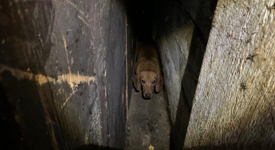 Реальные тюремные сроки: планируется ужесточить наказание за жестокое обращение с животными