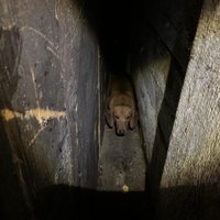 ФОТО, ВИДЕО. В заброшенном здании найдены 34 собаки, содержавшиеся в негуманных условиях