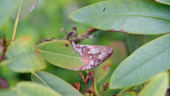 rododendrs, slimība