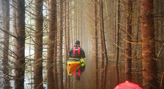 ФОТО. На лодках среди деревьев: в Соомааском парке Эстонии — пятое время года