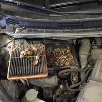 Foto: Autoservisā Rīgā auto gaisa filtra kastē atrod ozola zīles