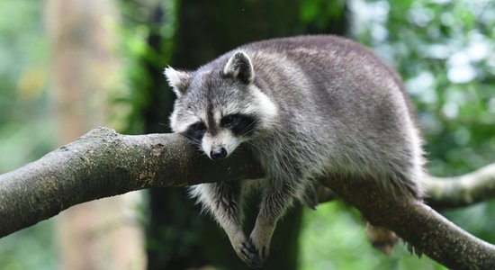 Trešdiena būs vējaina; dienas priekšpusdienā gaidāms neliels lietus