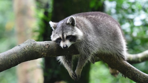 Trešdiena būs vējaina; dienas priekšpusdienā gaidāms neliels lietus