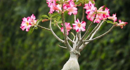 Adēnija jeb tuksneša roze – kā to kopt un lolot