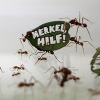 Полмиллиона муравьев обратились к Меркель за помощью