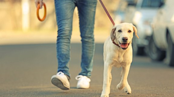 suns labradors labradoras retrīvers saimnieks pastaiga