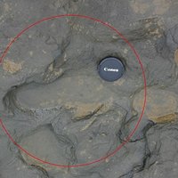 Atrasti 800 000 gadu seni cilvēku pēdu nospiedumi