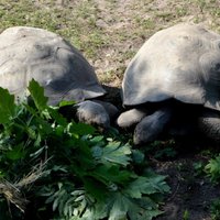 ФОТО: Черепахи в Рижском зоопарке прибавили в весе