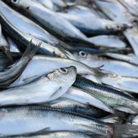 No maluzvejnieku tīkliem atbrīvo 300 kilogramus zivju
