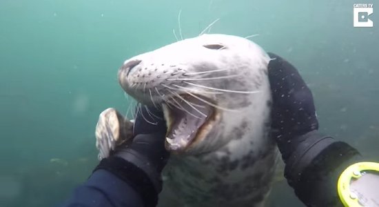 Video: Savvaļas ronis rotaļājas ar nirēju