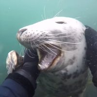 Video: Savvaļas ronis rotaļājas ar nirēju