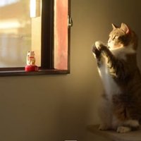 Video: Kaķis meistarīgi atdarina rotaļu kaķīša kustības