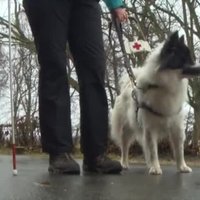 Video: Kā dzīvo suņi - neredzīgo pavadoņi?