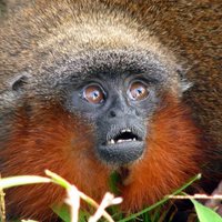В джунглях Амазонки обнаружены необычные животные