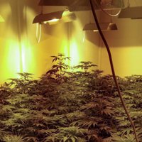 Полиция обнаружила в квартире плантацию марихуаны