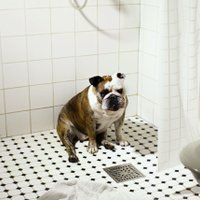 Foto projekts: Kad suni sāk uztvert kā cilvēku
