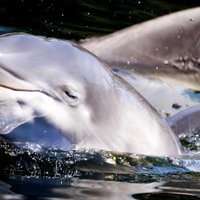 Три тысячи дельфинов погибли в Черном море из-за войны