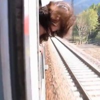Video: Vilciens meitenei gandrīz norauj galvu