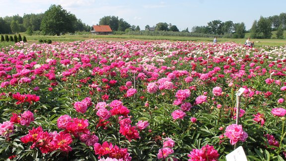 peonijas, peonija, Daugmales peonijas, vasara