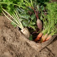 Правительство не спешит рассматривать снижение НДС на характерные для Латвии овощи и фрукты