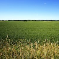 Latvijā lauku saimniecību vidējais lielums septiņu gadu laikā pieaudzis par 25%