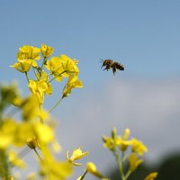 Latvijas biškopju strīdā ar dāņu lauksaimnieku par 400 bišu saimju indēšanu centīsies panākt izlīgumu