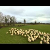 Video: Kā trans gana īru aitiņas
